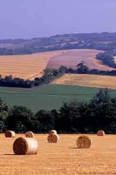 Hampshire countryside at Martin