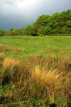 Unimproved grassland, Netley Marsh