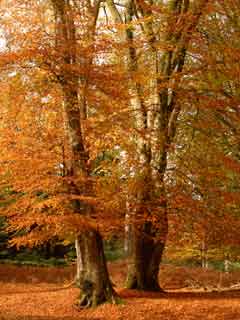 Burley Walk in autumn