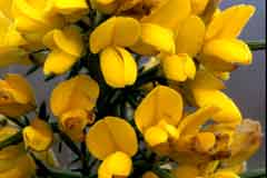 Gorse blooms
