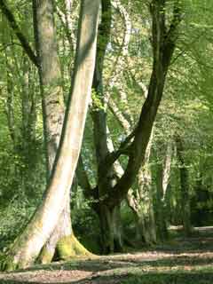 Bramshaw Wood