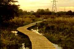 The boardwalk through marshes at the Aylestone Meadows Local Nature Reserve in Leicester.